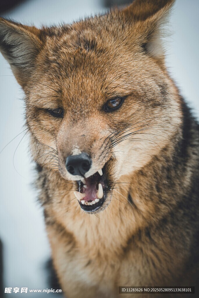 狐狸
