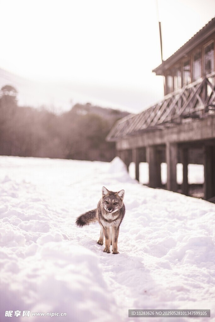 雪地中行走的狐狸
