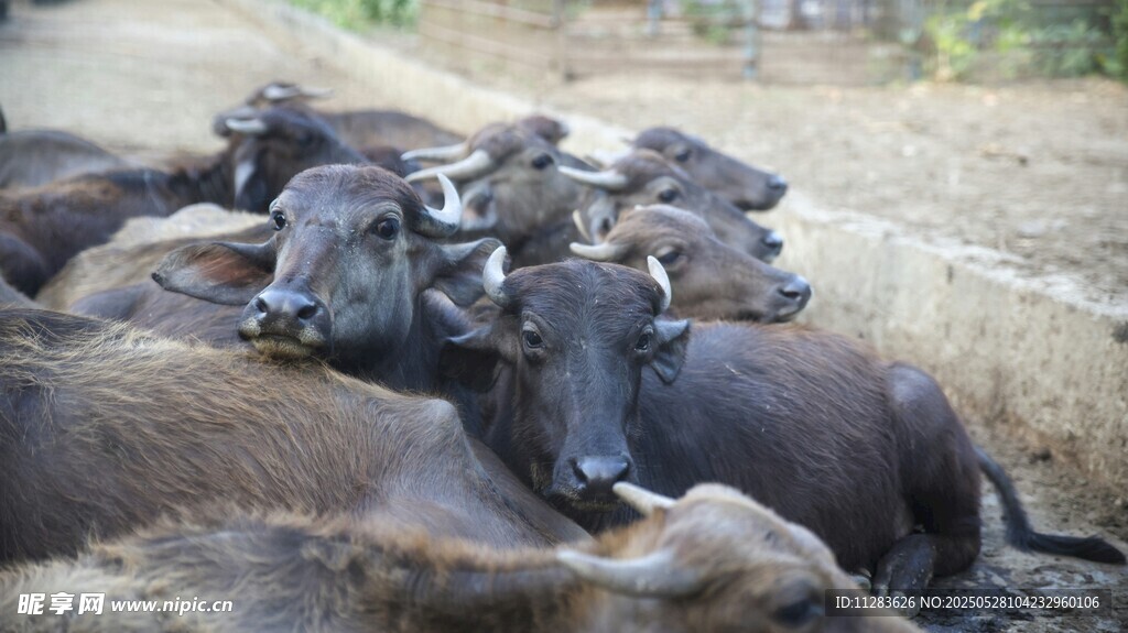一群水牛聚集在泥地中
