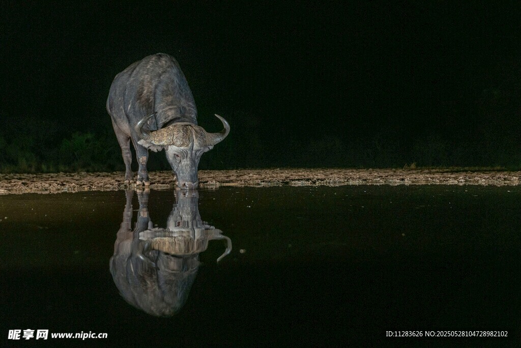 夜晚水边低头饮水水牛