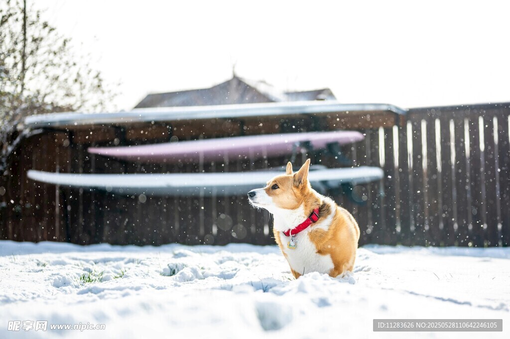雪地中的可爱柯基犬