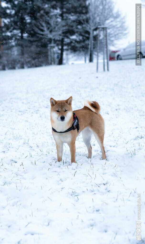 雪地中的可爱柴犬