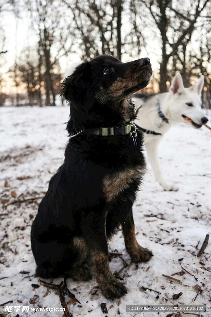 雪地中叼物的可爱狗狗
