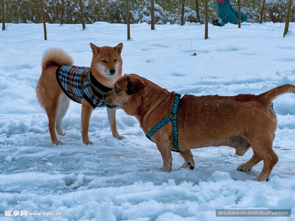 雪地中嬉戏的两只可爱狗狗