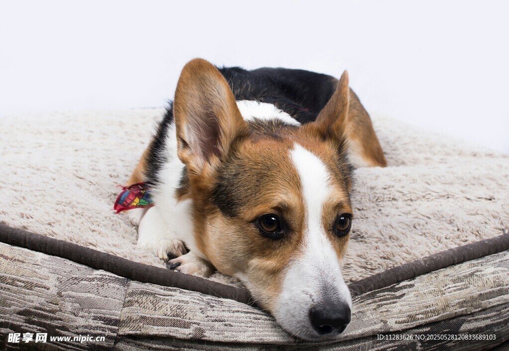 趴着休息的三色柯基犬