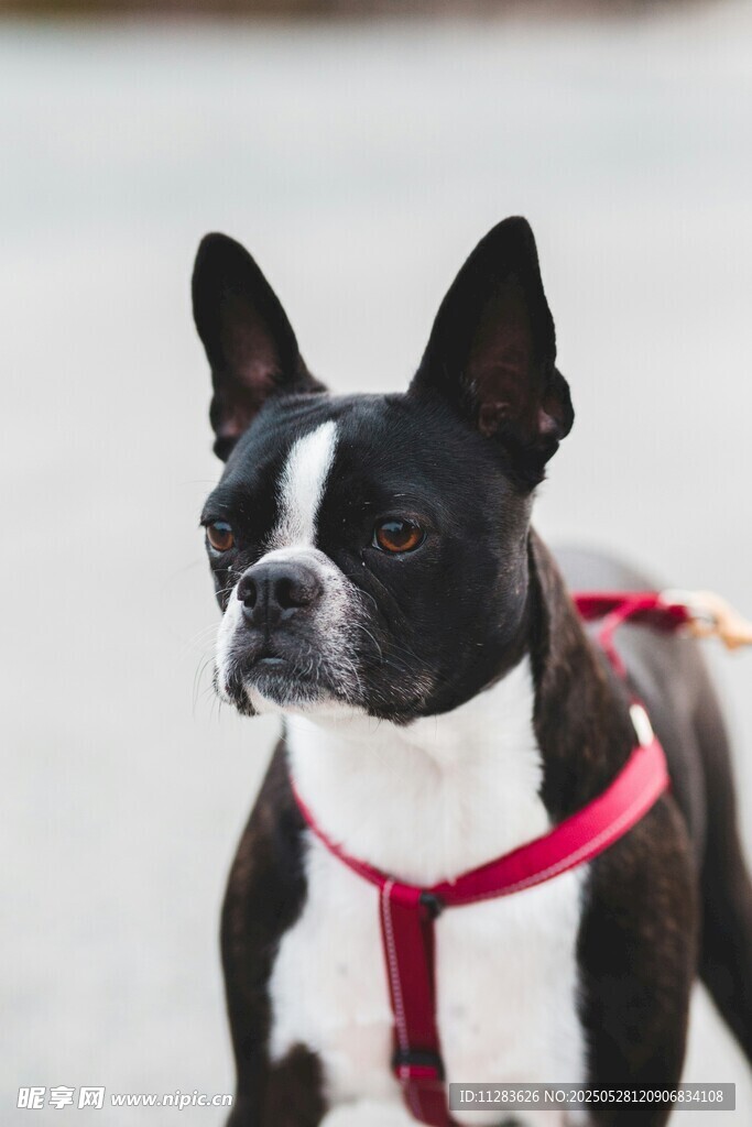 可爱波士顿梗犬戴红背带