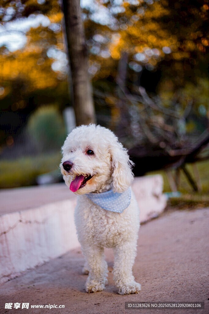 可爱白犬户外开心模样