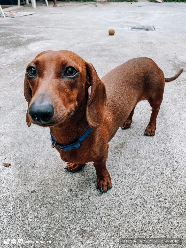 可爱腊肠犬户外呆萌模样