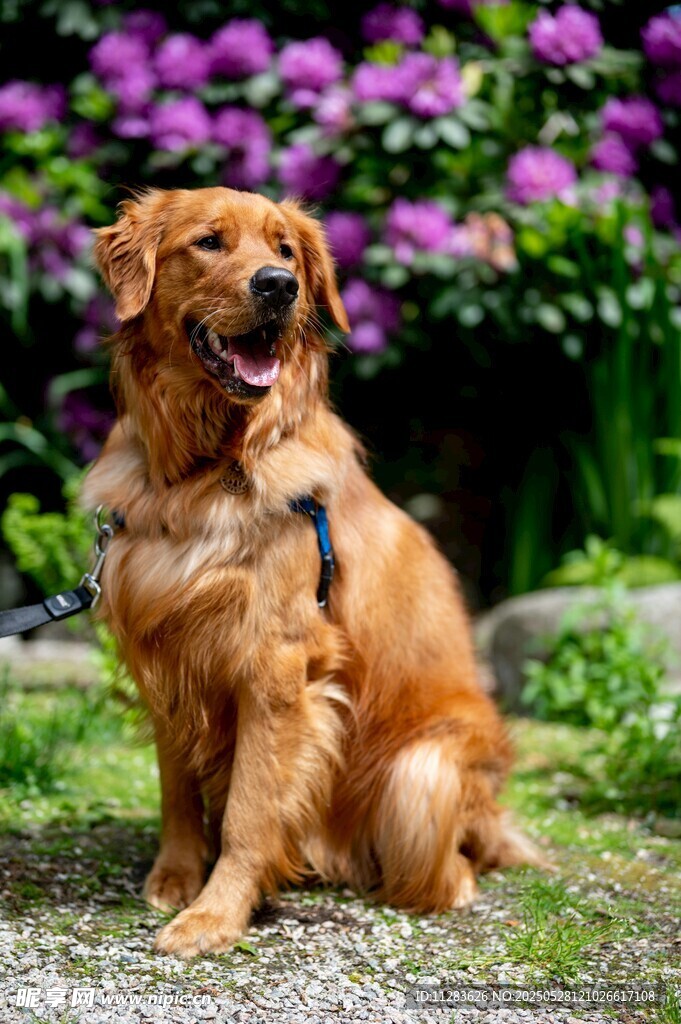 阳光下的金毛犬