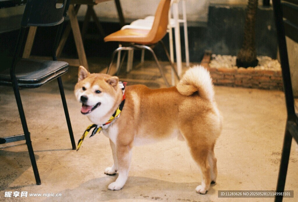 可爱柴犬室内欢乐站立
