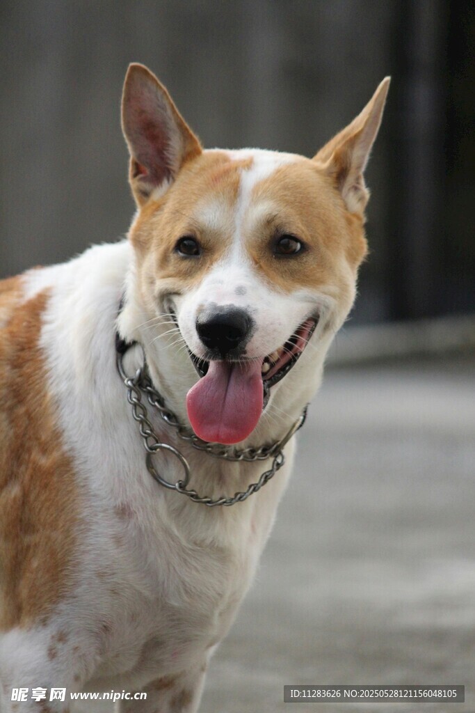 可爱三色犬张嘴露舌
