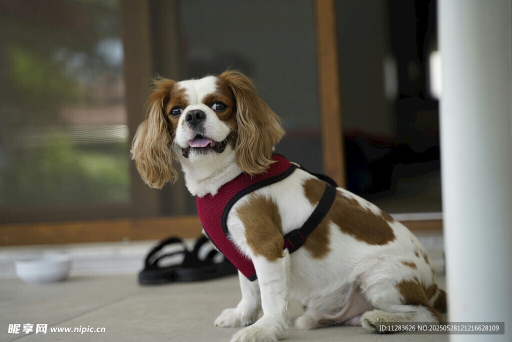 小猎犬