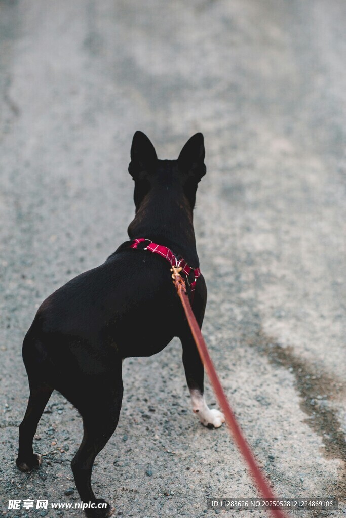 黑犬系红绳漫步在路上