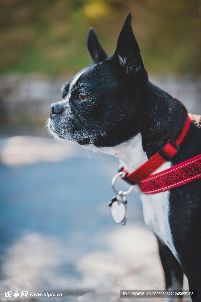 可爱波士顿梗犬系红绳