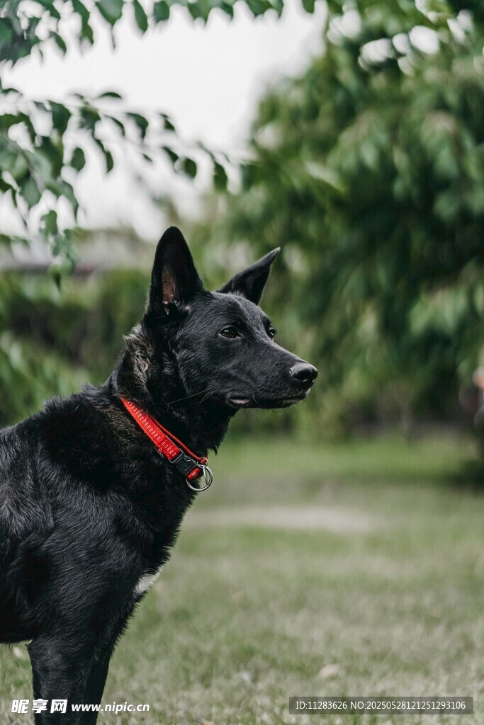 黑犬戴红项圈立在草地