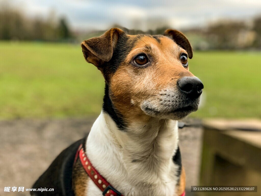 可爱三色犬户外侧头凝望