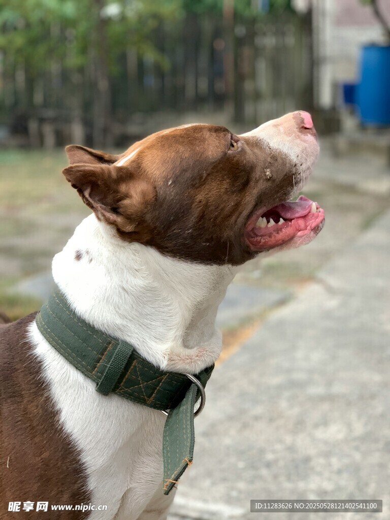 仰头吠叫的帅气宠物犬