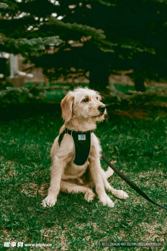 草地中坐着的可爱宠物犬