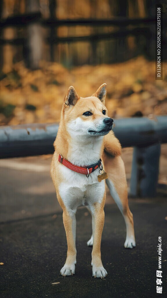 可爱柴犬户外站立瞬间