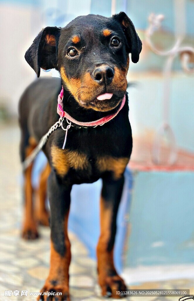 可爱杜宾犬户外小模样