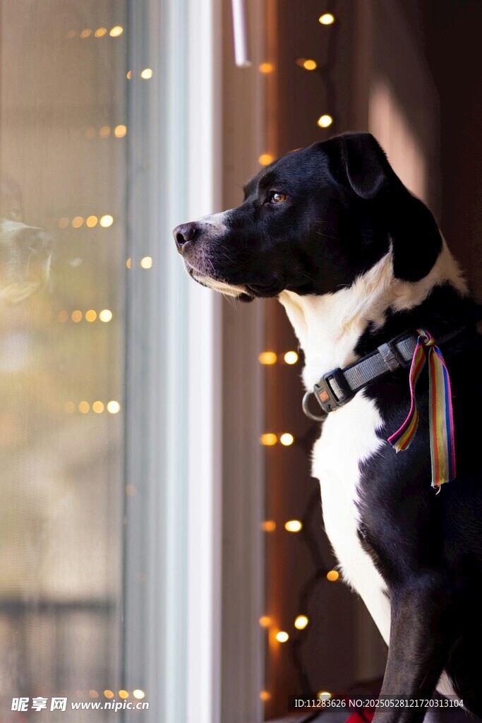 窗边萌犬望景