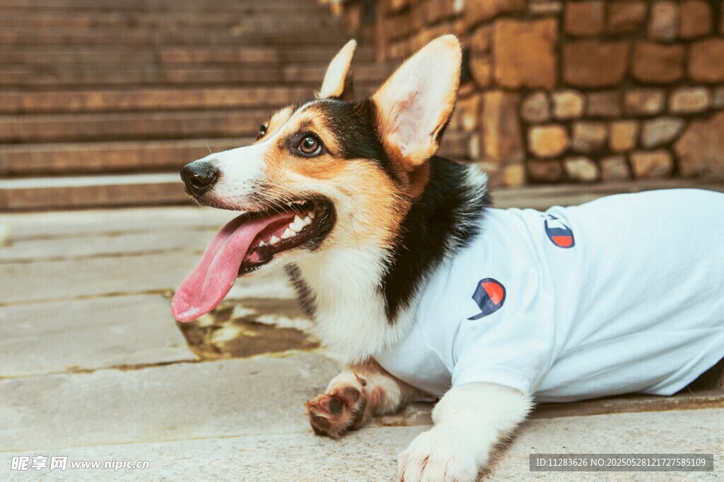 穿T恤的可爱柯基犬