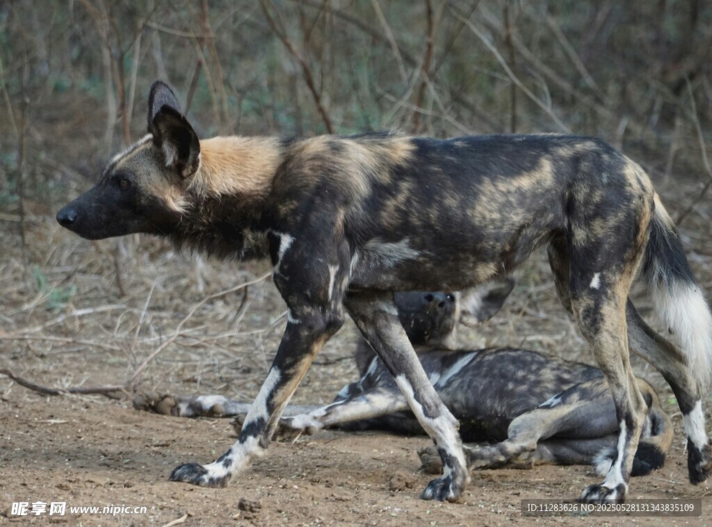 非洲野犬站立与趴卧姿态
