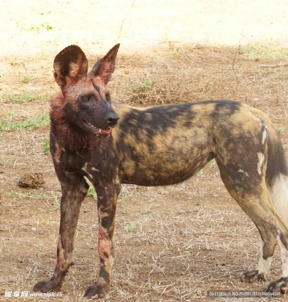 非洲野犬站立姿态特写