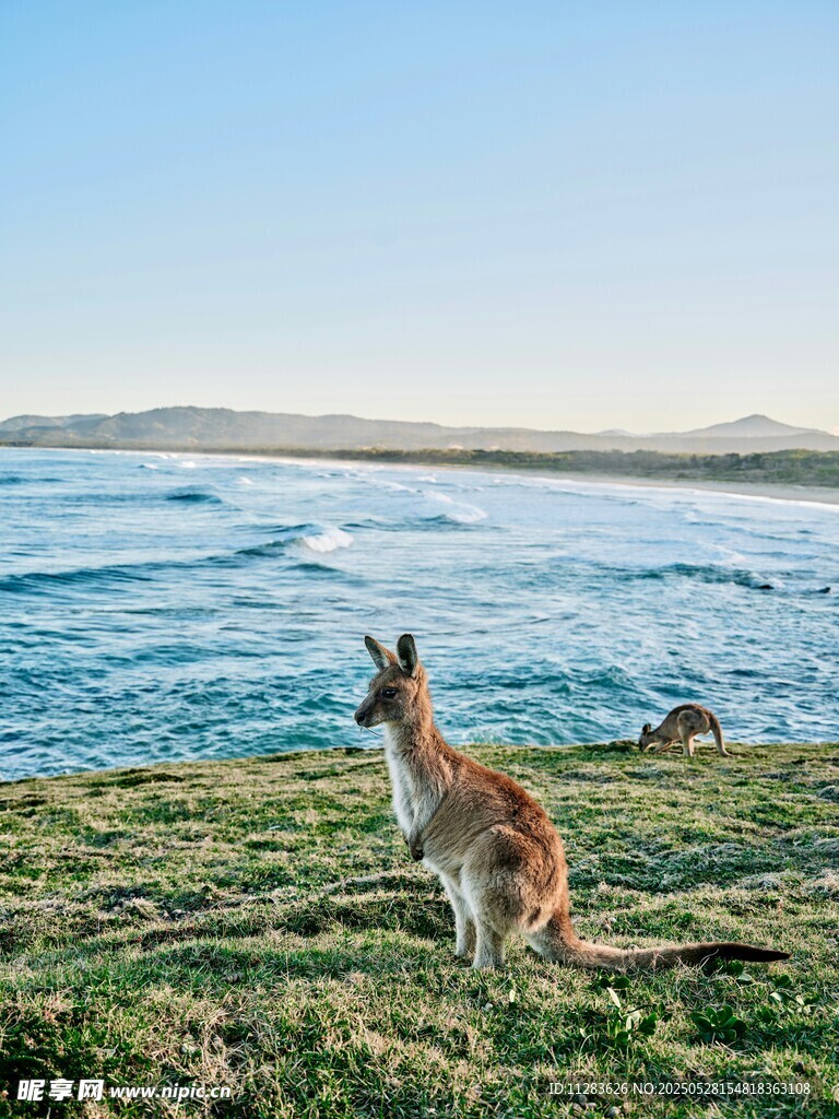 海边草地的袋鼠