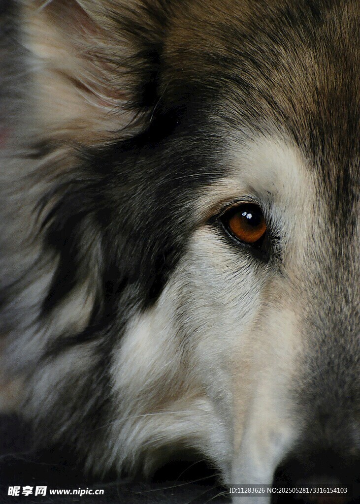 忧郁眼神的长毛犬