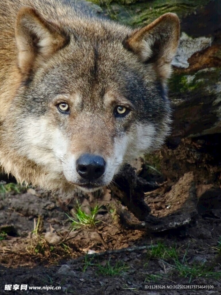凝视的野狼