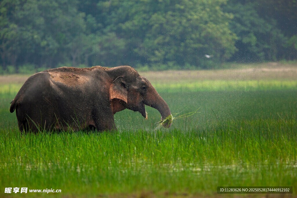 草原上的大象