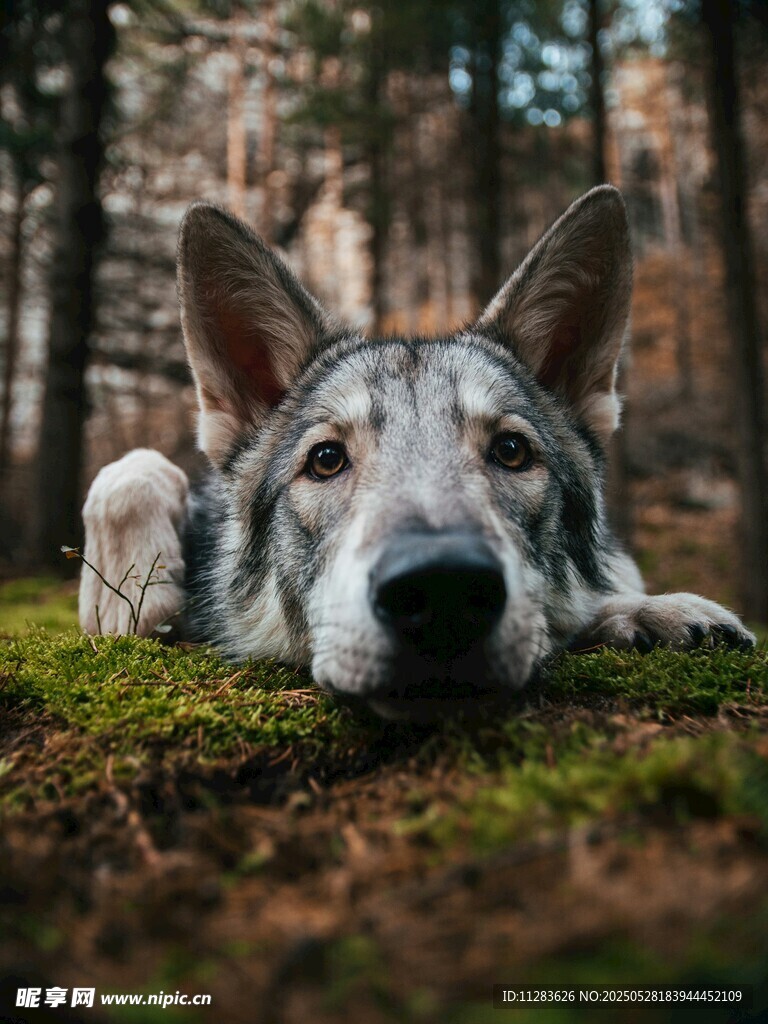 林间休憩的狼犬