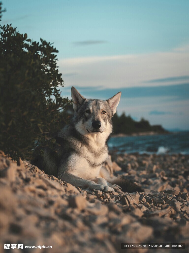 野狼