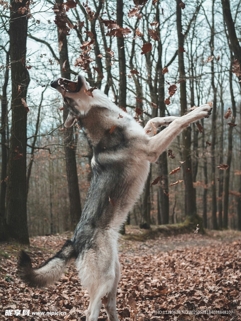 林间跃起的活力狗狗