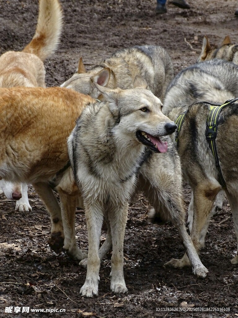 群犬聚集场景