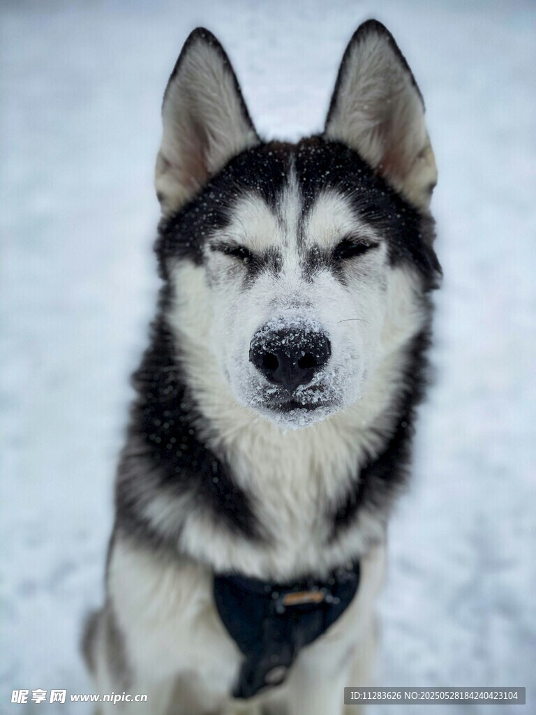 雪地中的哈士奇闭眼卖萌