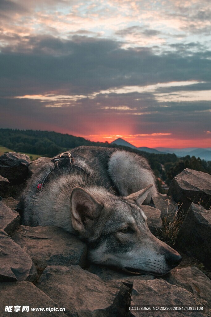 夕阳下休憩的野狼