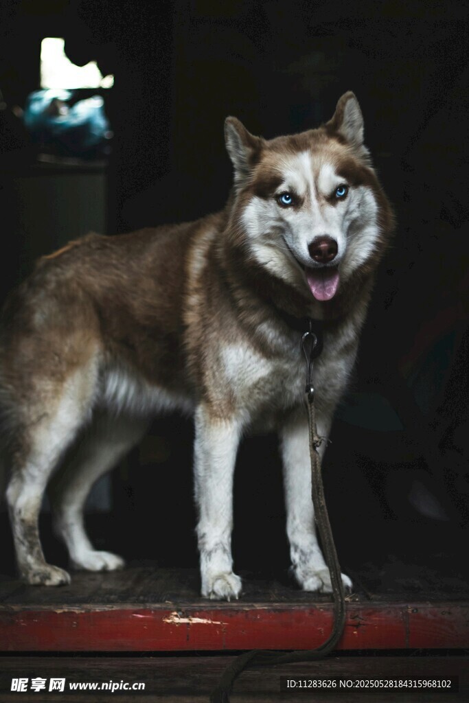 野狼