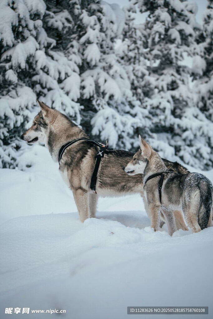 雪地中的两匹狼