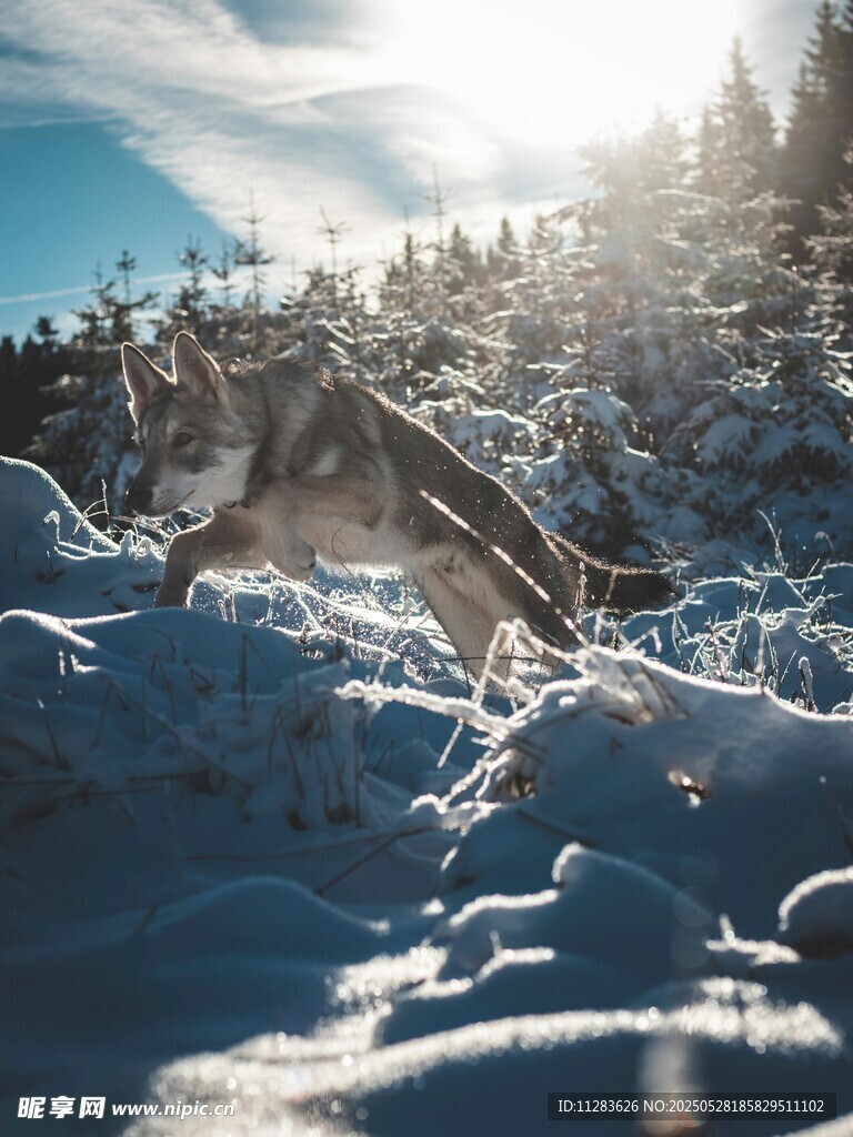 雪地中奔跑的狼