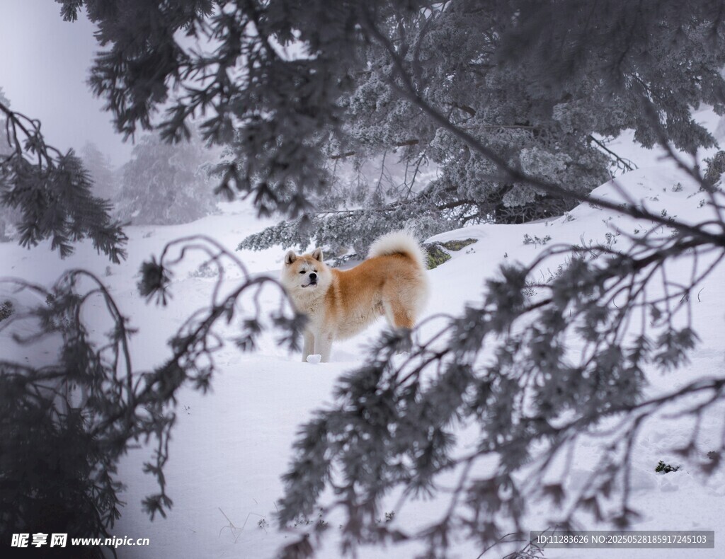 雪地中的金毛犬