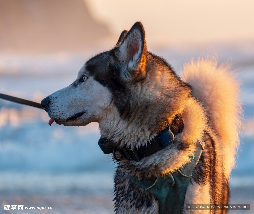 雪地中的阿拉斯加犬