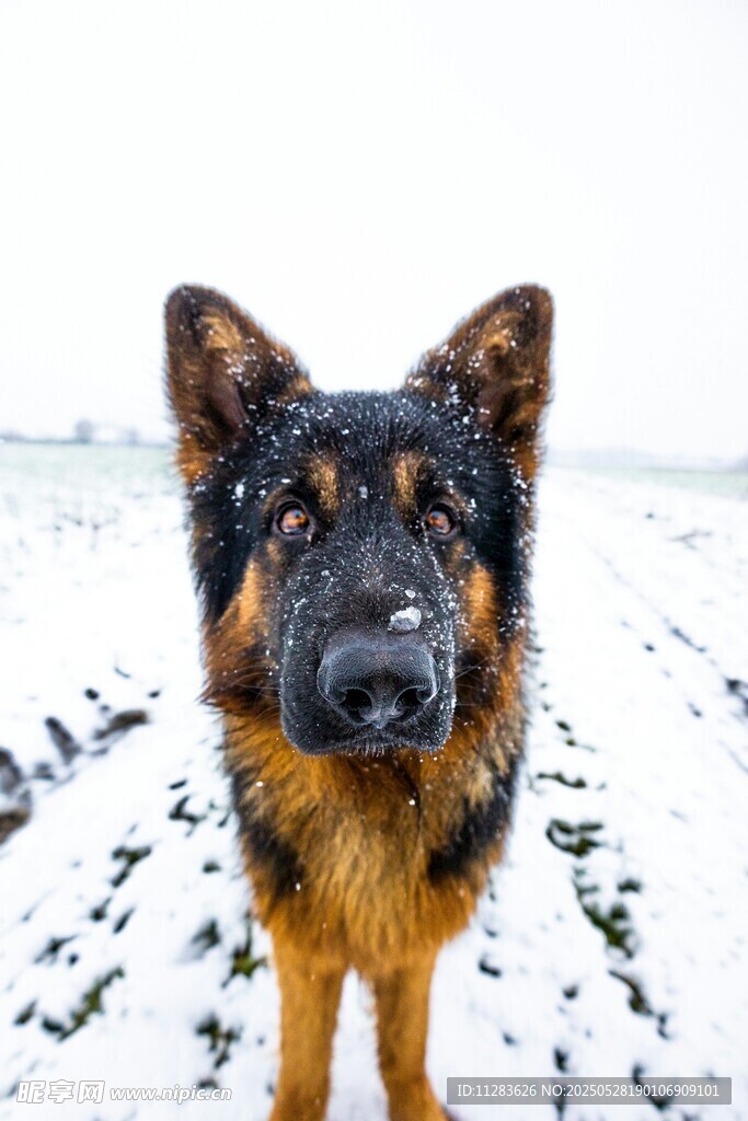 雪地中的德国牧羊犬