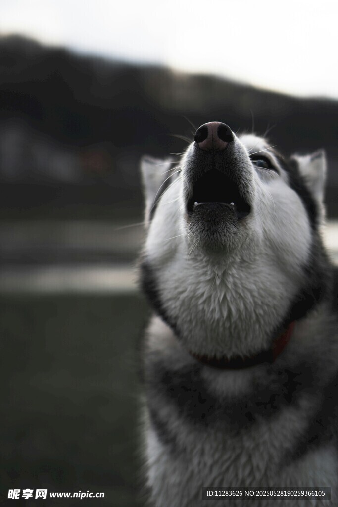 仰头的哈士奇