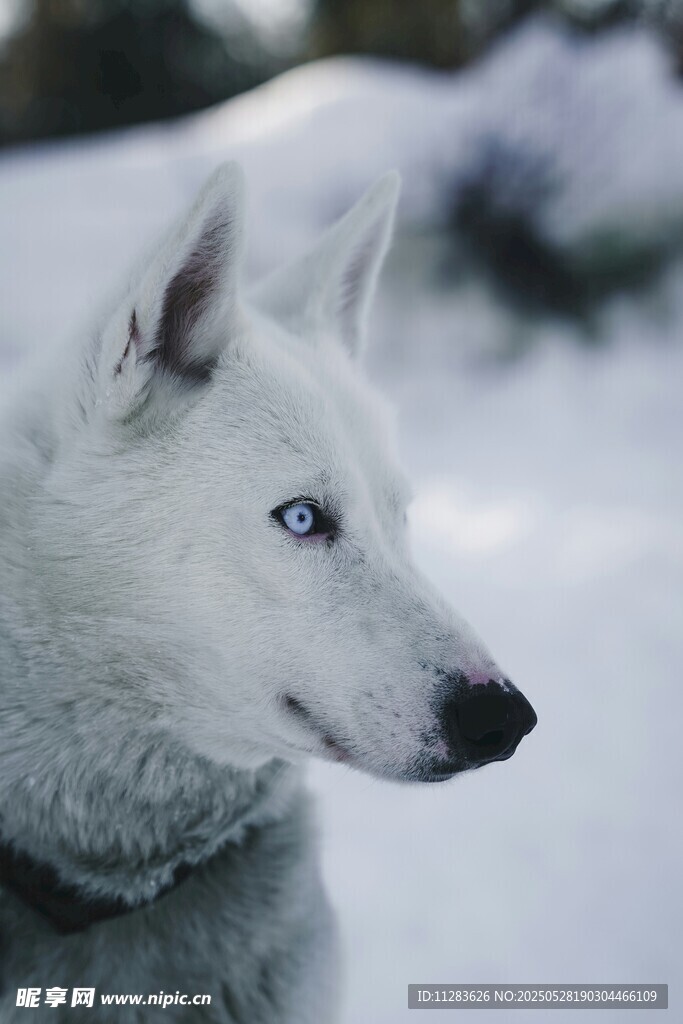 雪地中的蓝眼白犬