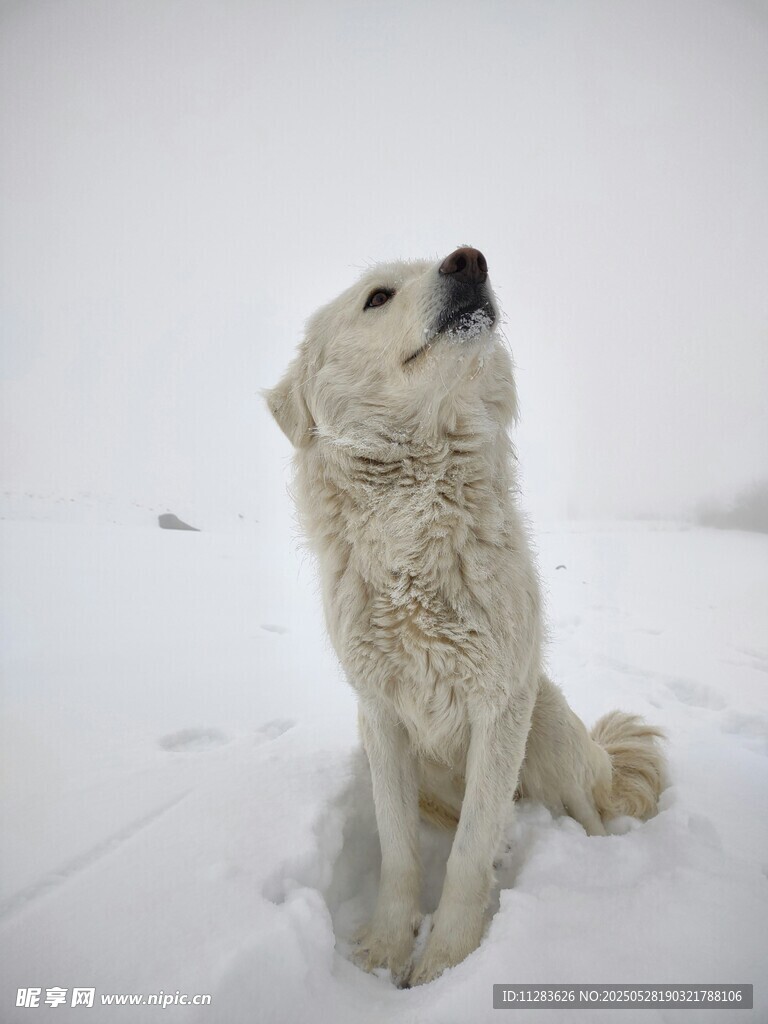 雪地中的白狗仰头凝望