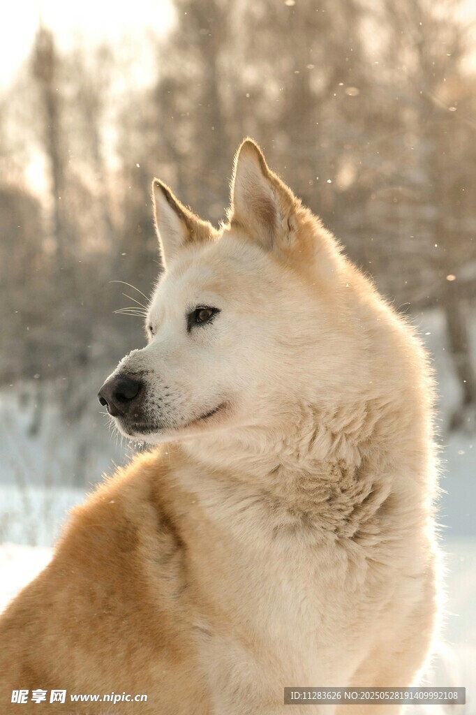 雪地中的俊俏柴犬