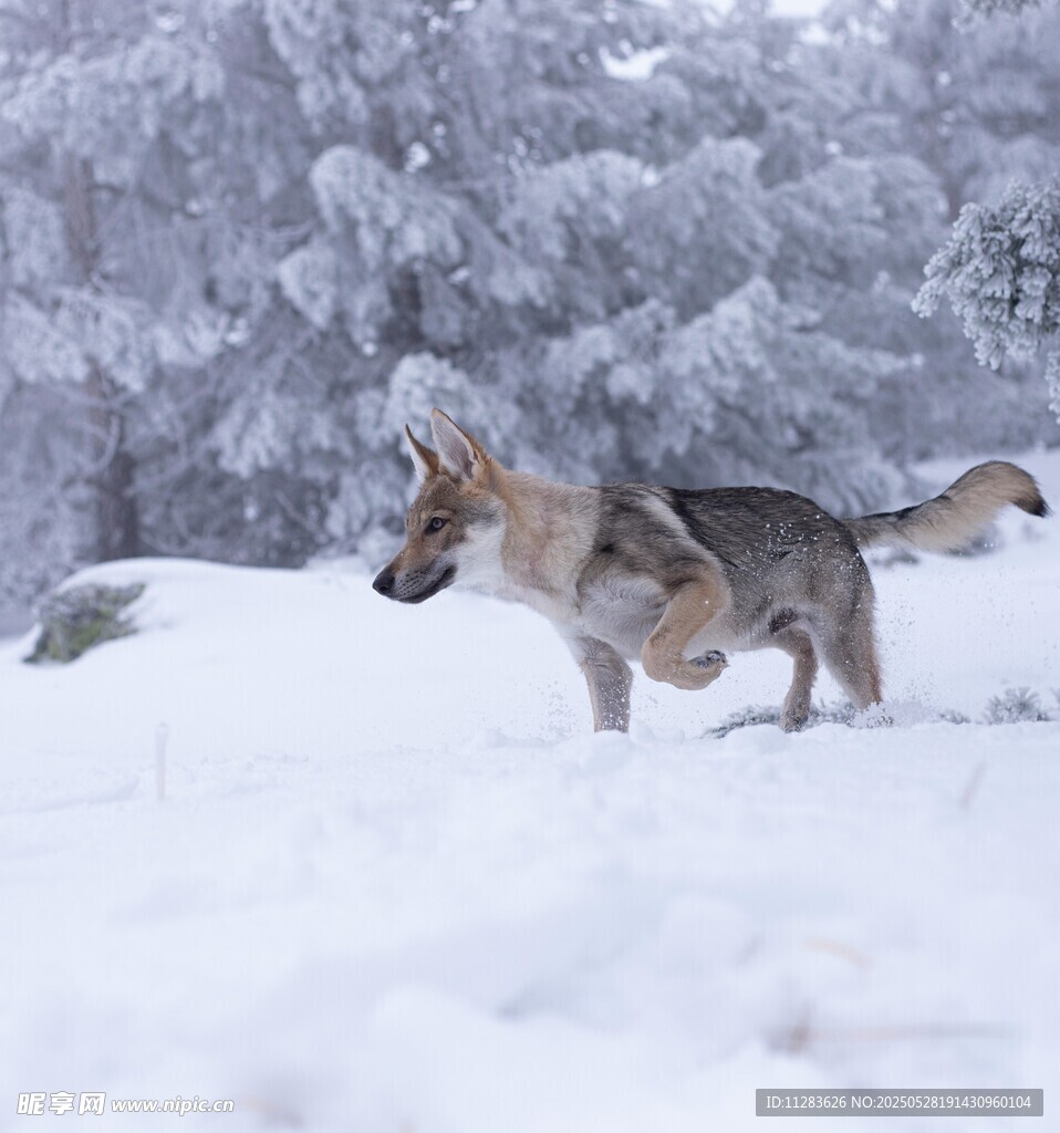 雪地中奔跑的德国牧羊犬