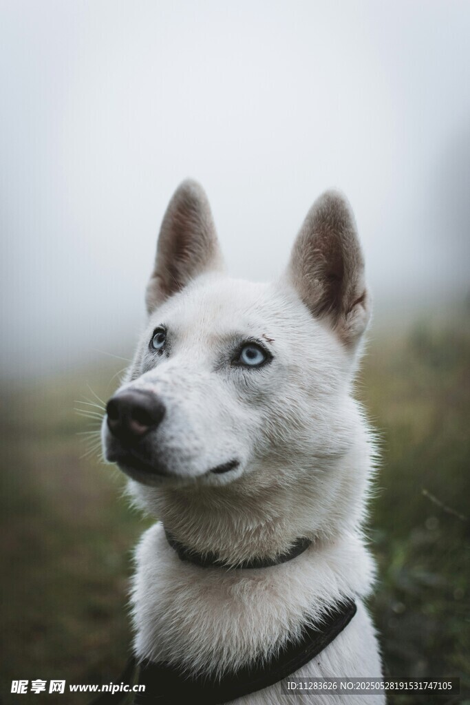 蓝眼白犬抬头望景